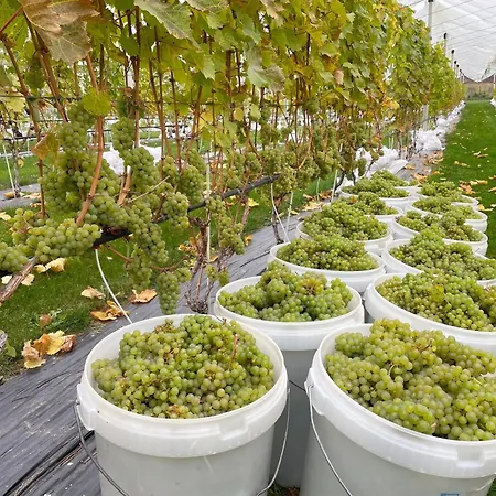 Campsite Mornamaa Puumaja Pesae 1