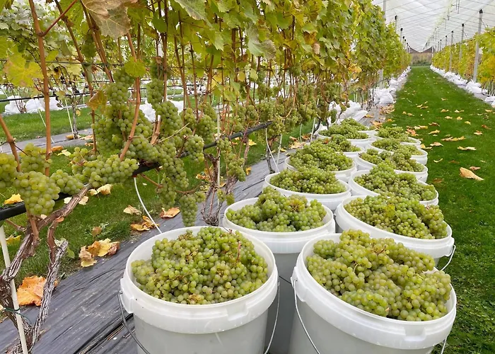 Kamp Mornamaa Puumaja Pesae 1